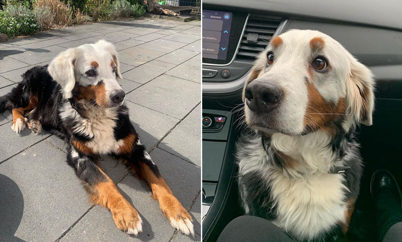 Die reinrassige Berner Sennenhündin "Fanny" leidet an einem seltenen Gendefekt. 