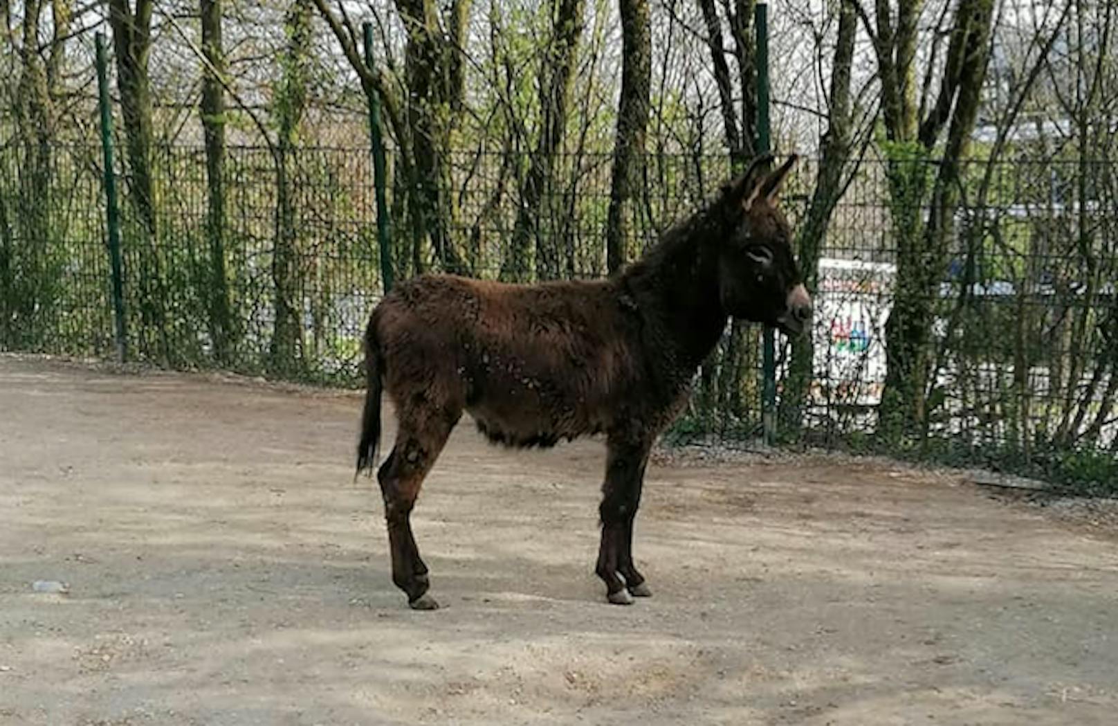 Esel Biggi kam aus dem Tierpark in Haag.