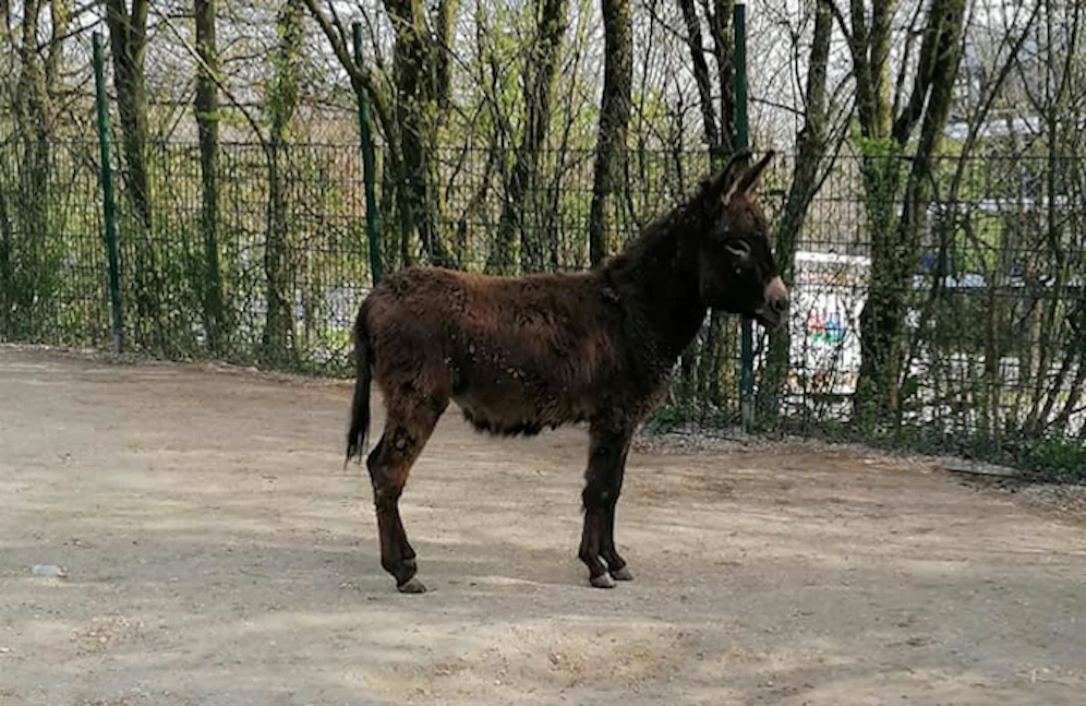 Im Zoo Linz wohnt jetzt auch Esel Biggi.