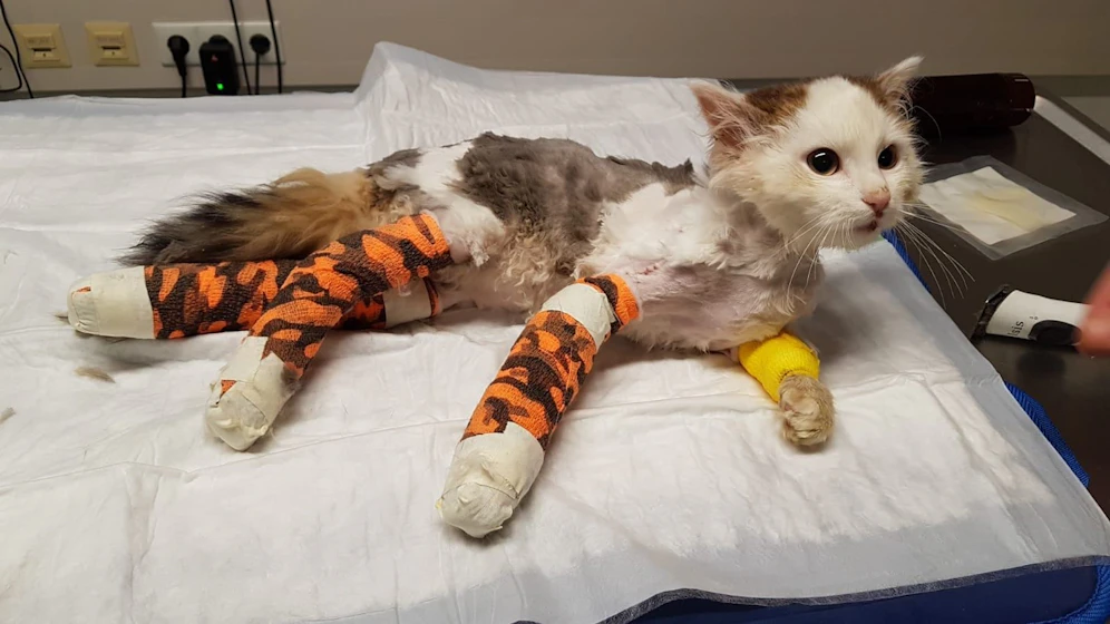Die Jungkater wurde fast tot in einem Straßengraben gefunden.