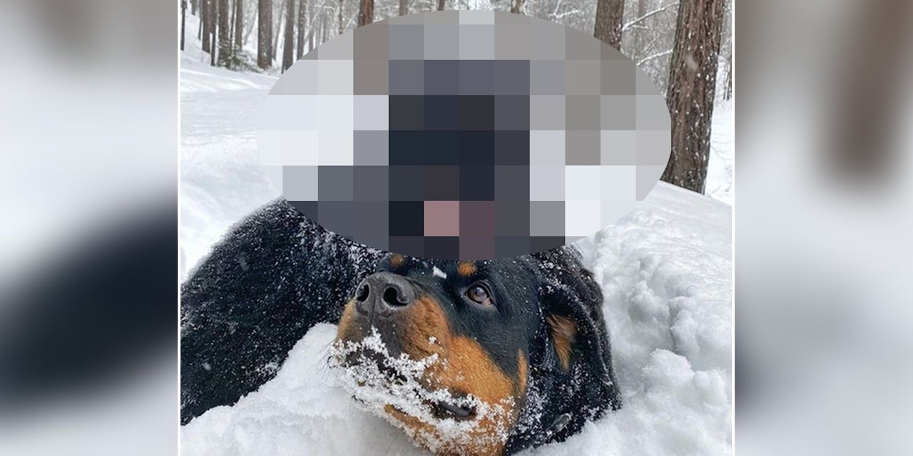 Du wirst nicht glauben, mit wem der Hund hier spielt… Wildtiere