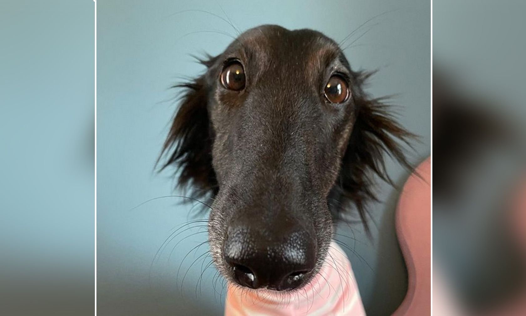 "Hazel" gehört wohl zu den lustigsten Vertretern dieser Rasse und bezaubert ihre Instagram-Follower. 