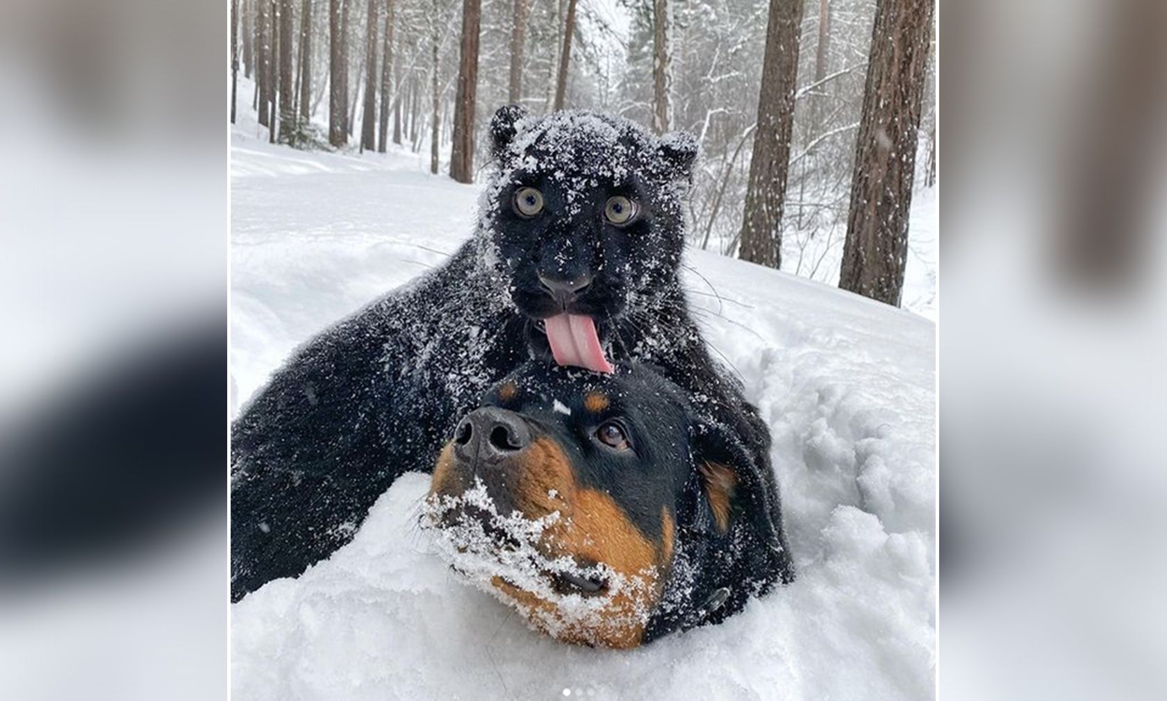Die Rottweilerhündin "Venza" und der schwarze Leopard "Luna" sind dicke Freunde. 