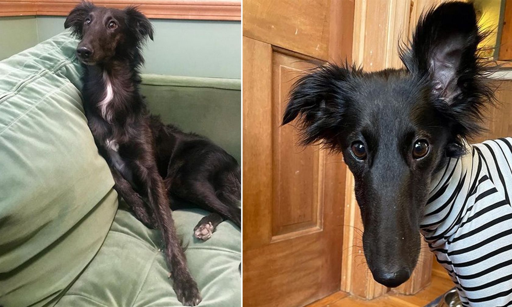 Irgendwie wirkt tatsächlich alles an "Hazel" ein bisschen zu lang. 