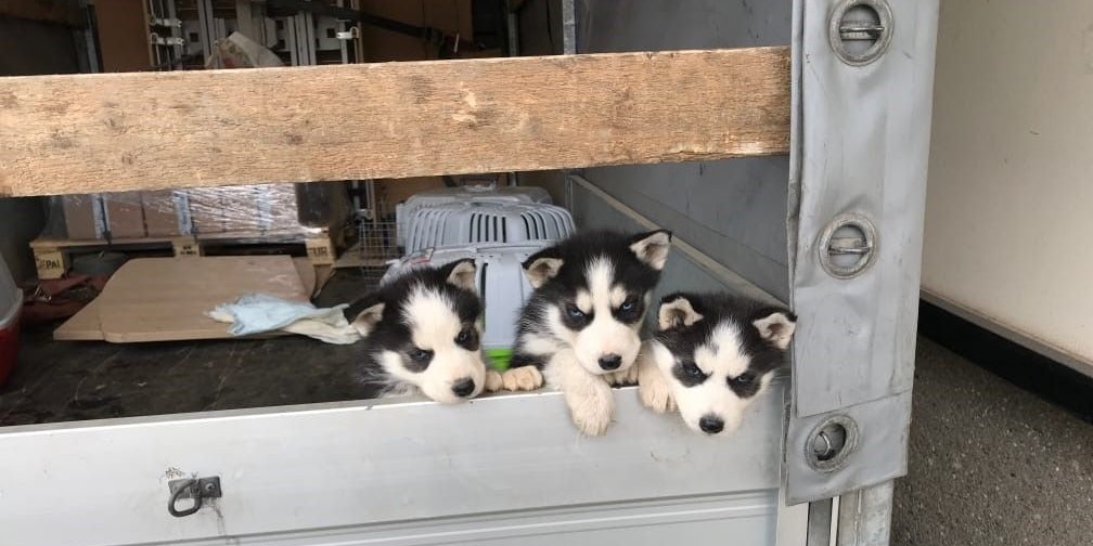 Elf Stunden lang mussten die Welpen am Weg aus Rumänien ausharren