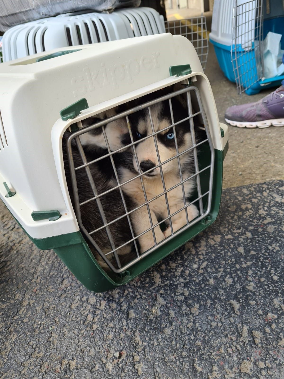 Die Welpen wurden dem Tierschutz übergeben