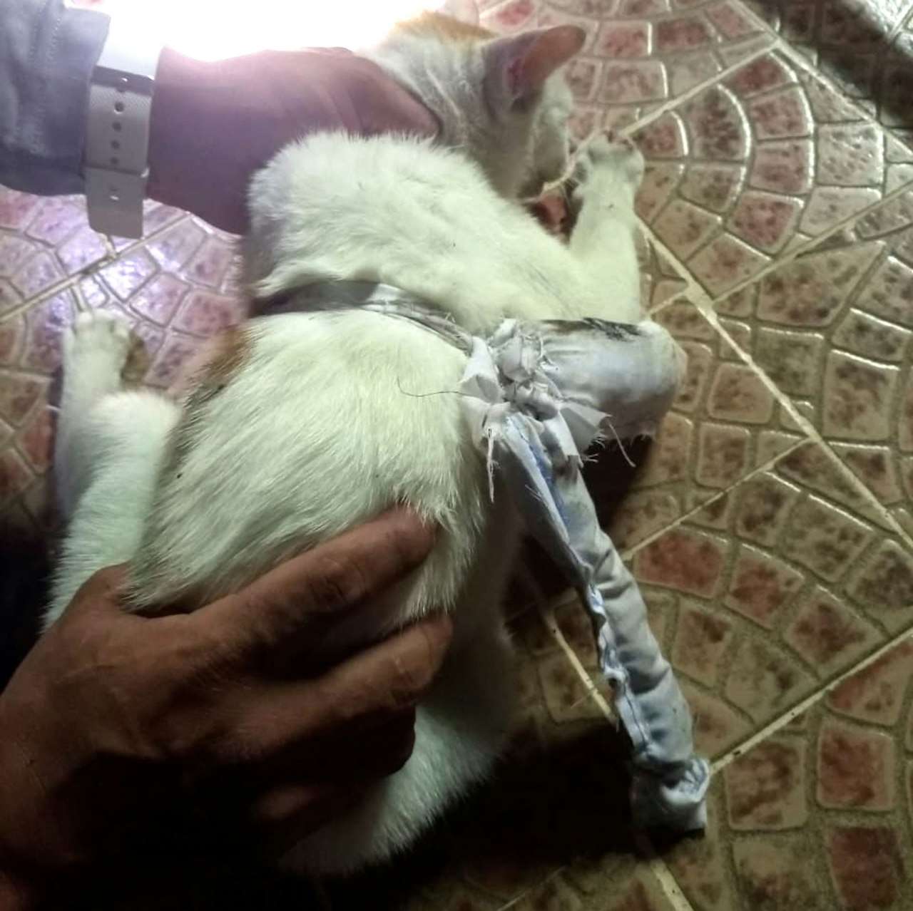 Heute.at - Drogen-Katze vor Gefängnis abgefangen