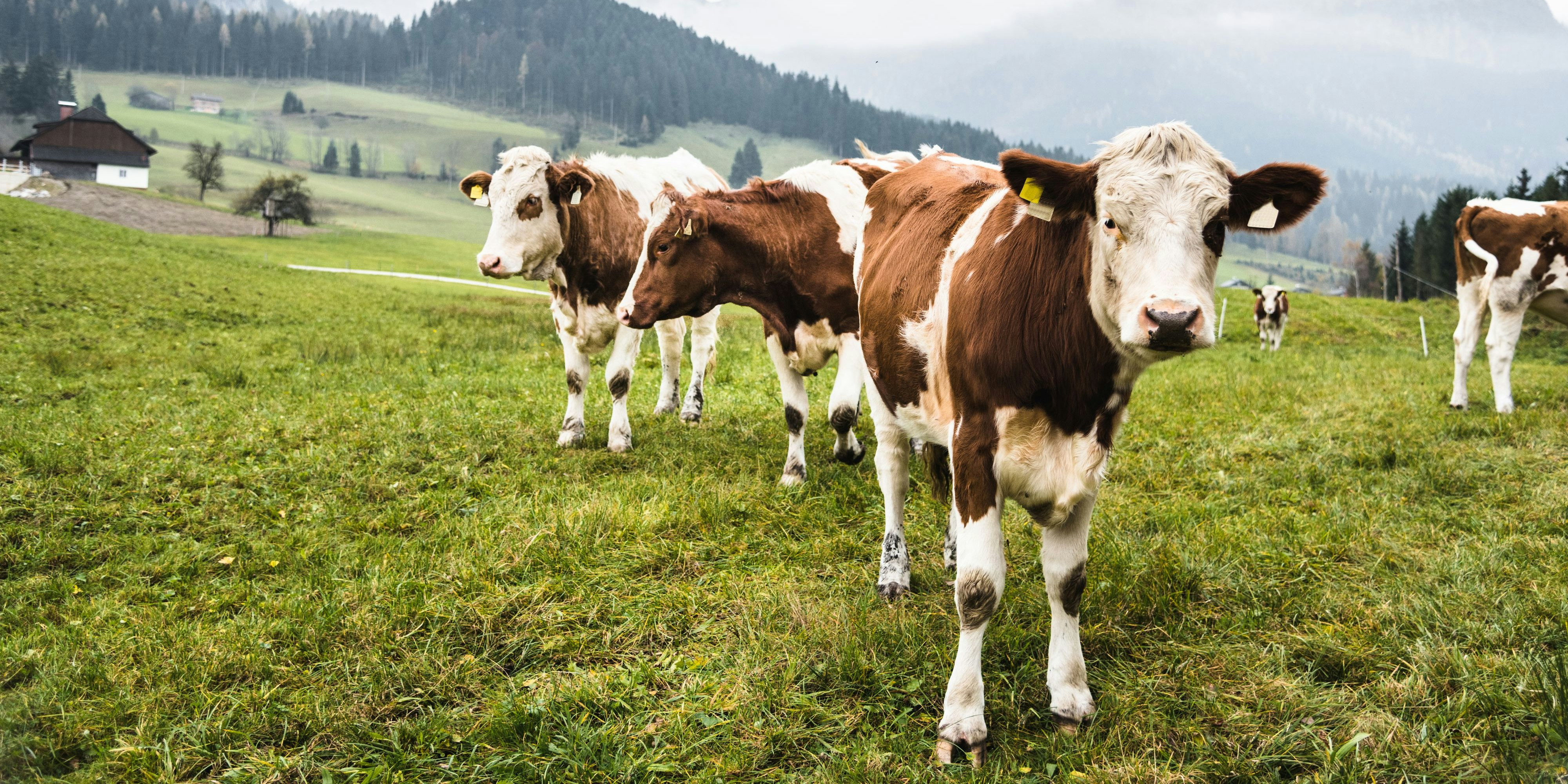 Zitronengras bremst Kuh-Fürze.