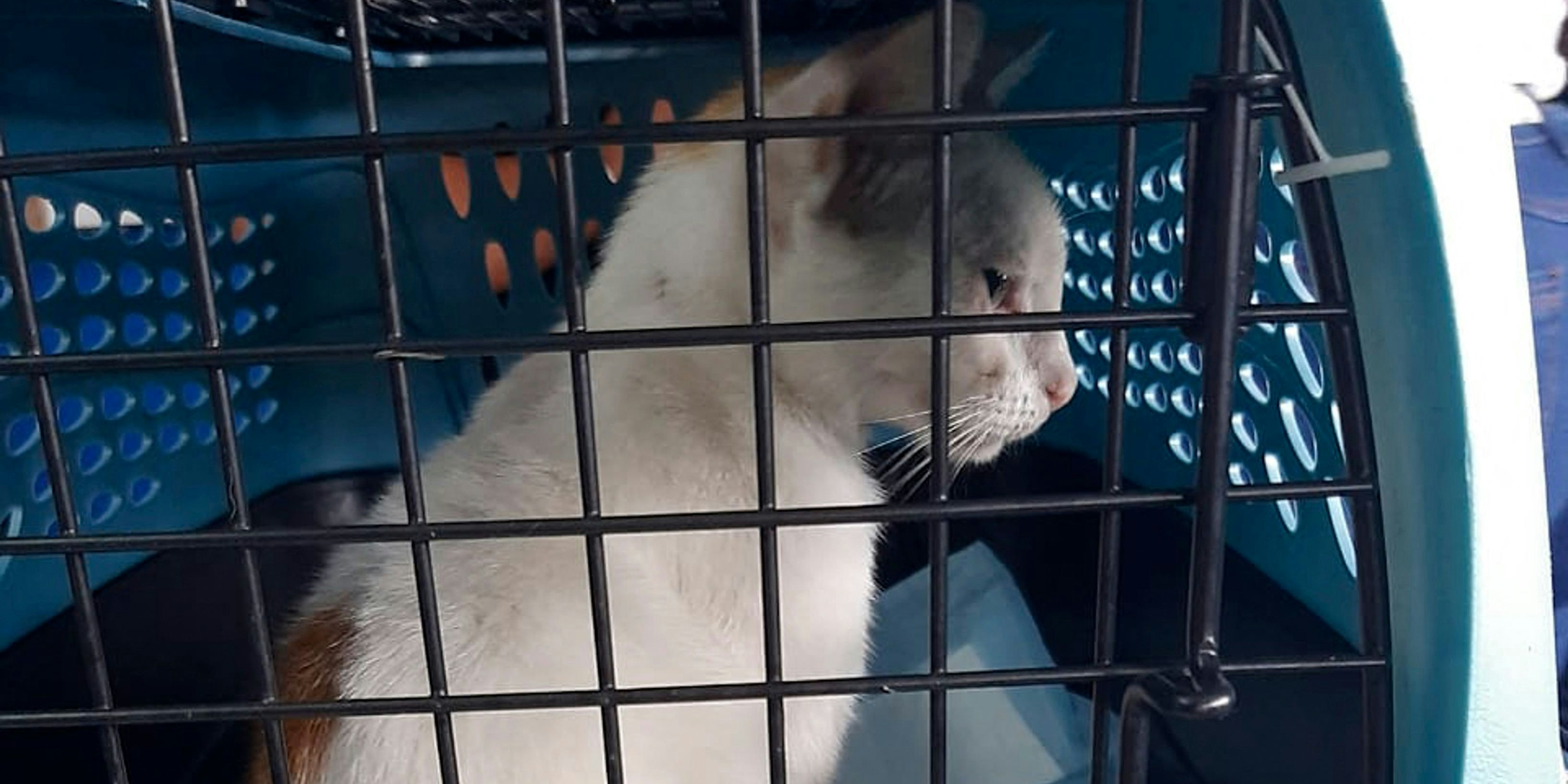  In Panama wurde eine mit Drogen beladene Katze geschnappt.