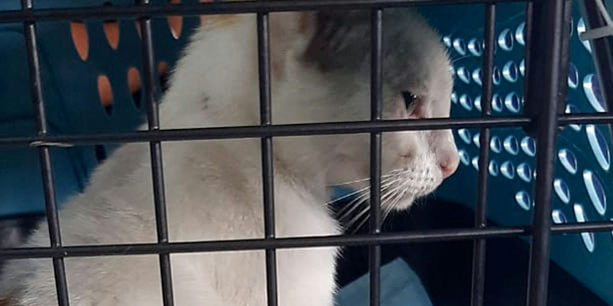  In Panama wurde eine mit Drogen beladene Katze geschnappt.