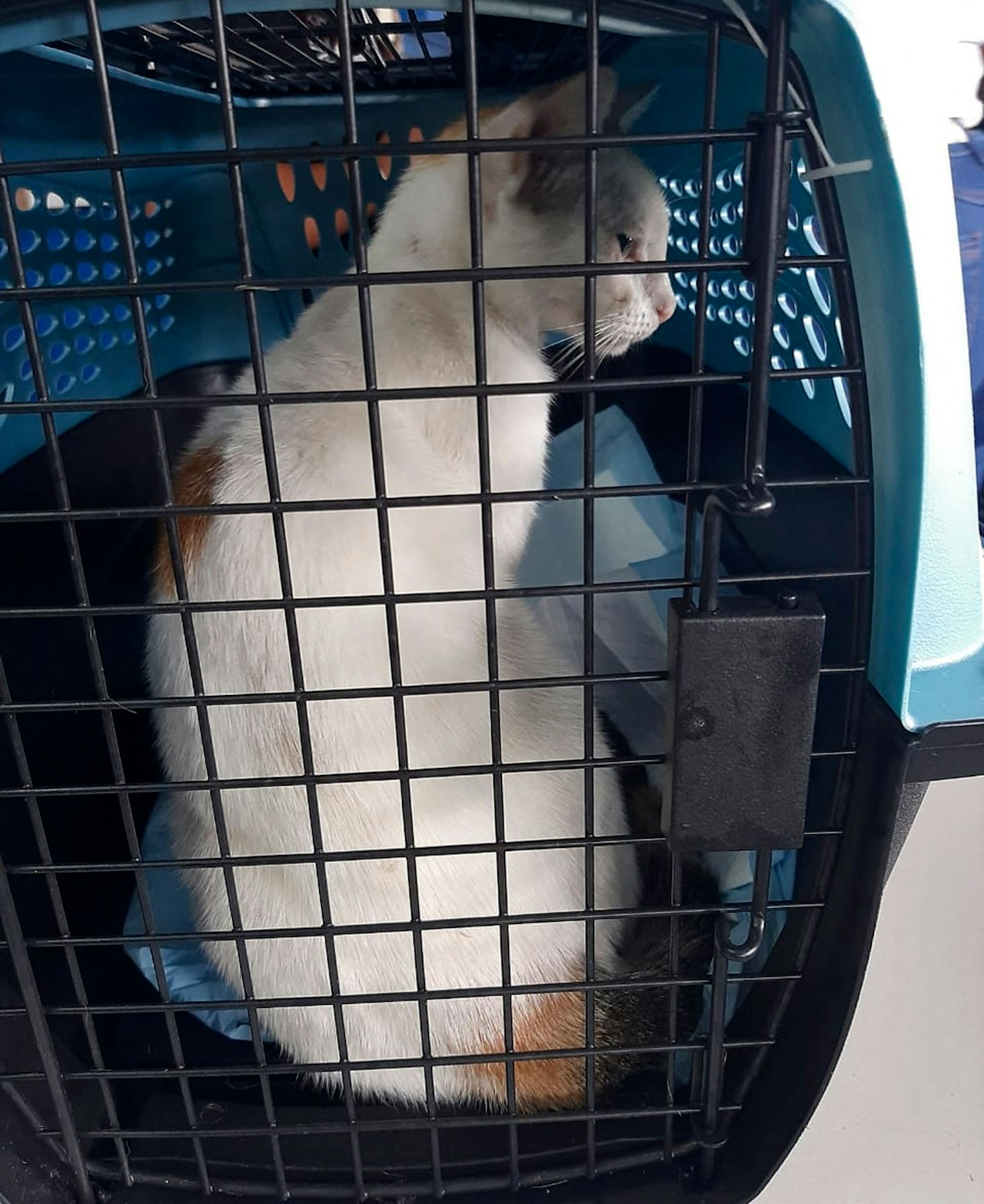 Heute.at - Koks-Katze nach Festnahme zur Adoption ausgeschrieben
