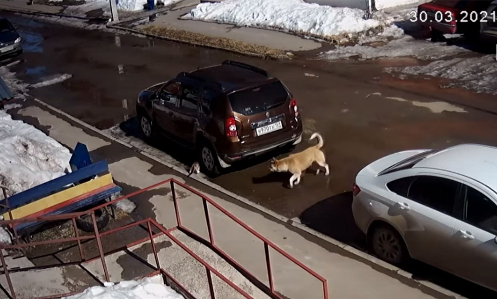 In letzter Sekunde kann sie sich noch unter einem Auto vor dem großen Hund in Sicherheit bringen. 