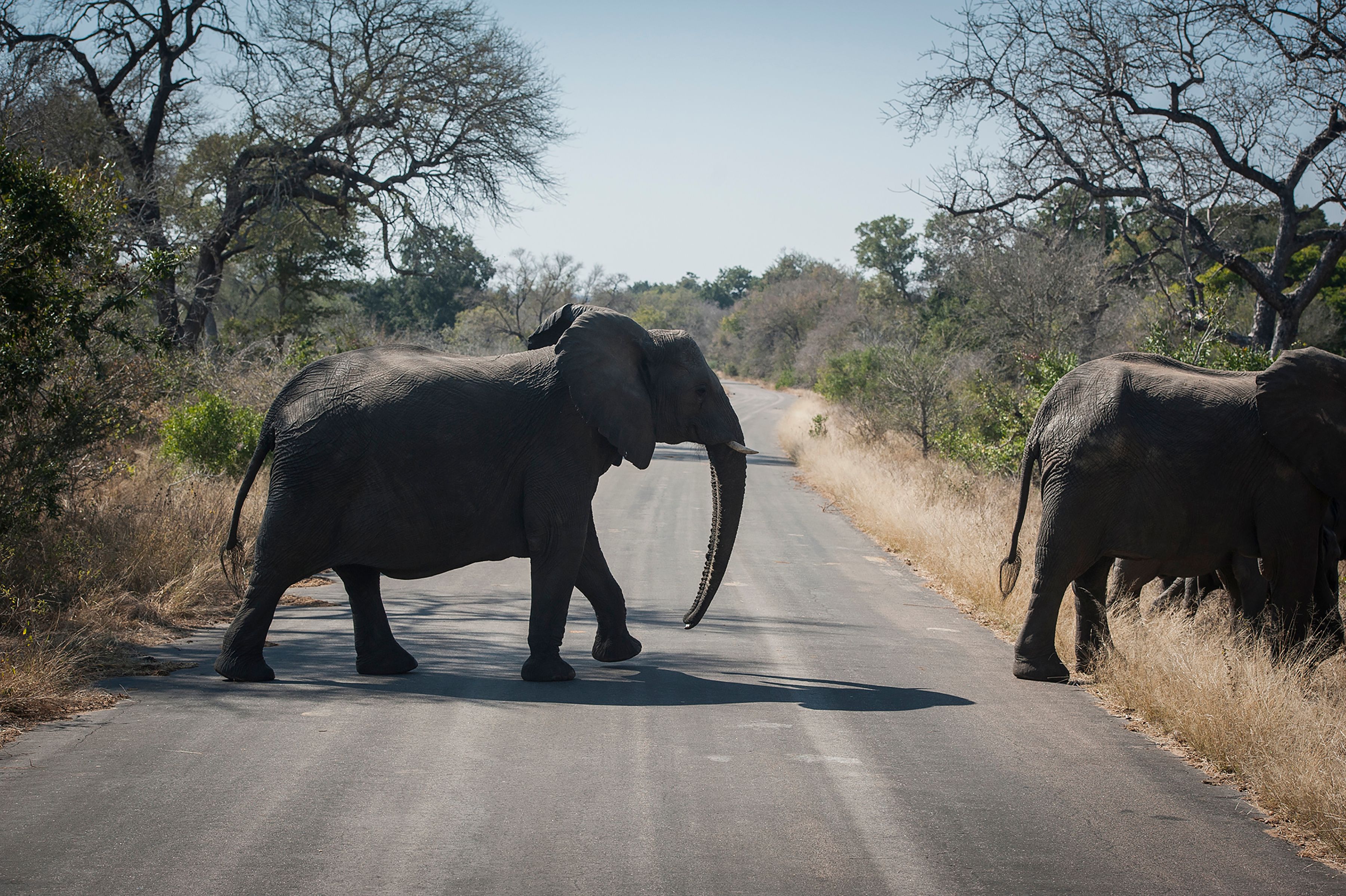 Download von www.picturedesk.com am 19.04.2021 (07:20).  An elephant crosses the road in the Kruger National Park, South Africa, Wednesday, July 29, 2020. Animals have had the country's world-famous wildlife parks to themselves because of lockdown rules that barred international tourists and made it illegal for South Africans to travel between provinces for vacations. (AP Photo/Shiraaz Mohamed) - 20200729_PD10552 - Rechteinfo: Rights Managed (RM)