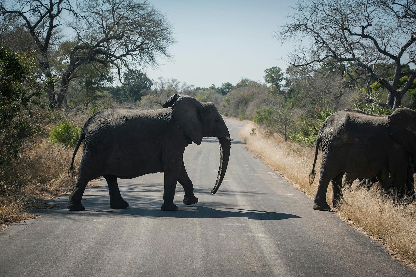 Elefanten im Krüger-Nationalpark.