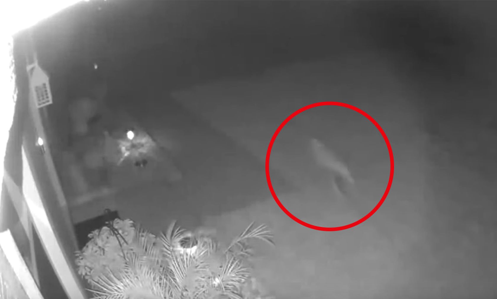 Interessant! Das Gangbild und die Geschwindigkeit erinnert tatsächlich an "Jurassic Park" 