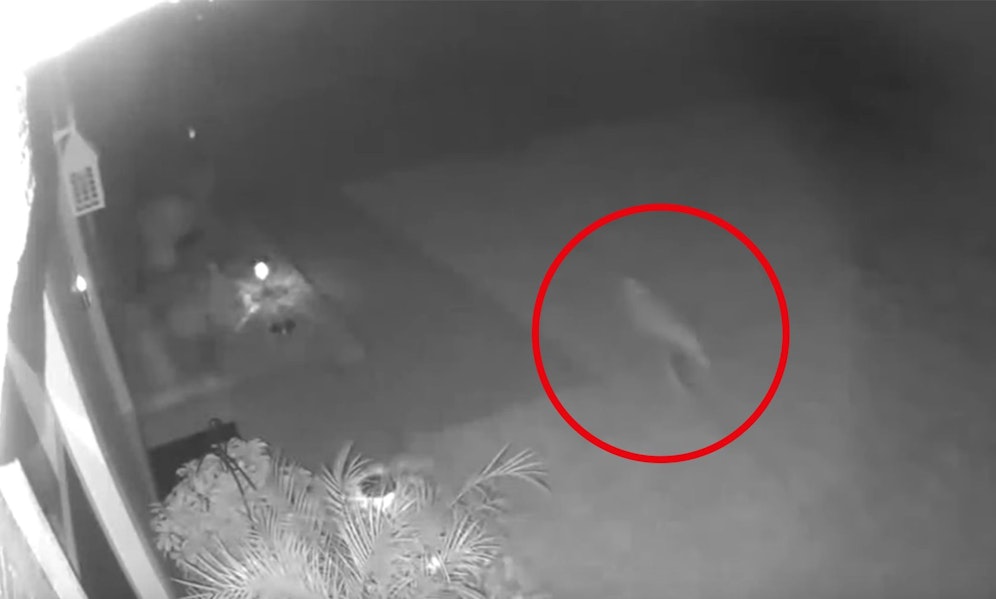 Interessant! Das Gangbild und die Geschwindigkeit erinnert tatsächlich an 