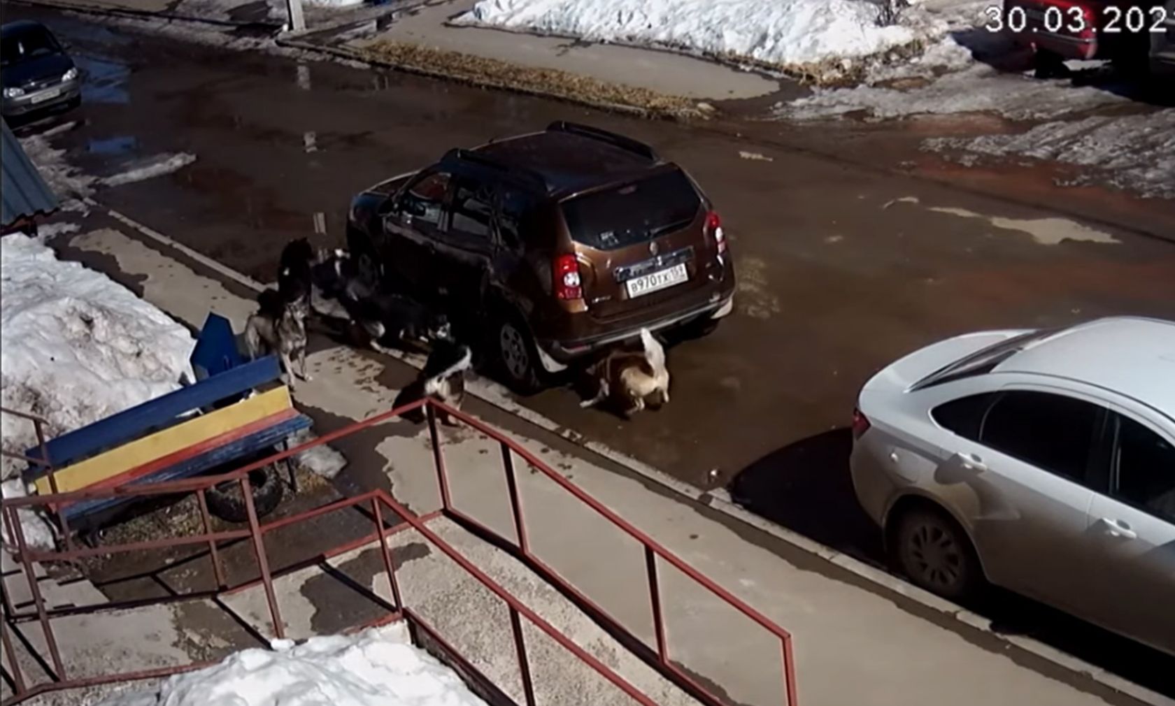 Unter diesem Auto sitzt eine Katze und bangt um ihr Leben - doch dann dreht sie den Spieß um. 