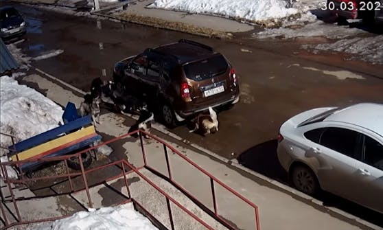 Unter diesem Auto sitzt eine Katze und bangt um ihr Leben - doch dann dreht sie den Spieß um.