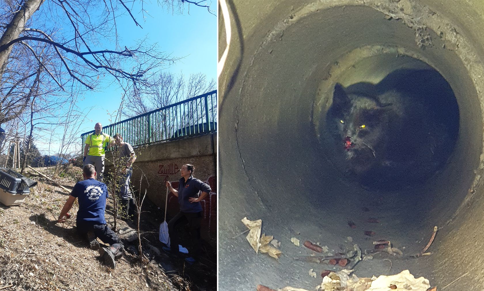 Eine vierstündige Rettungsaktion des schwarzen Katers ging zum Glück gut aus. 