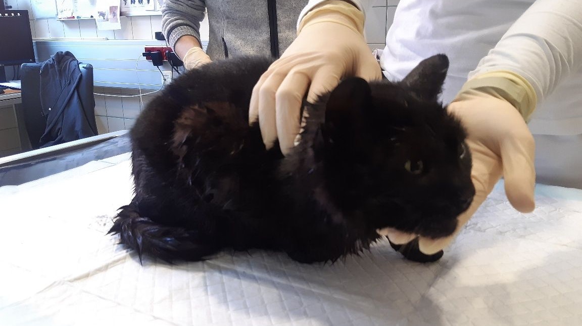 Der arme Kerl stand total unter Schock. 