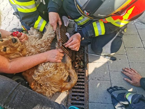 Die Feuerwehr befreite den Hund aus der misslichen Lage.
