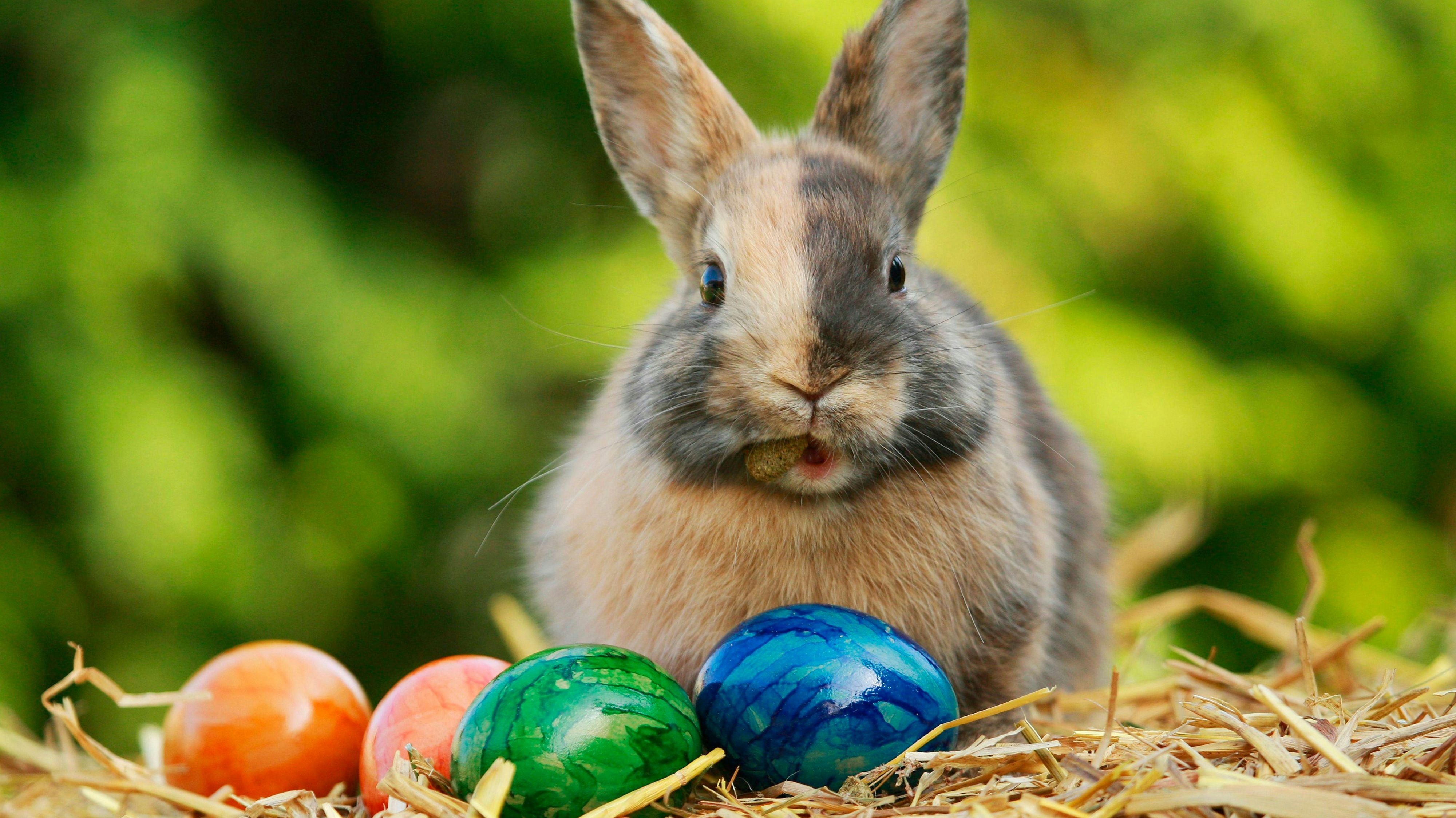 Für manche glücklichen Vierbeiner ist heute auch ein besonderer Tag. 