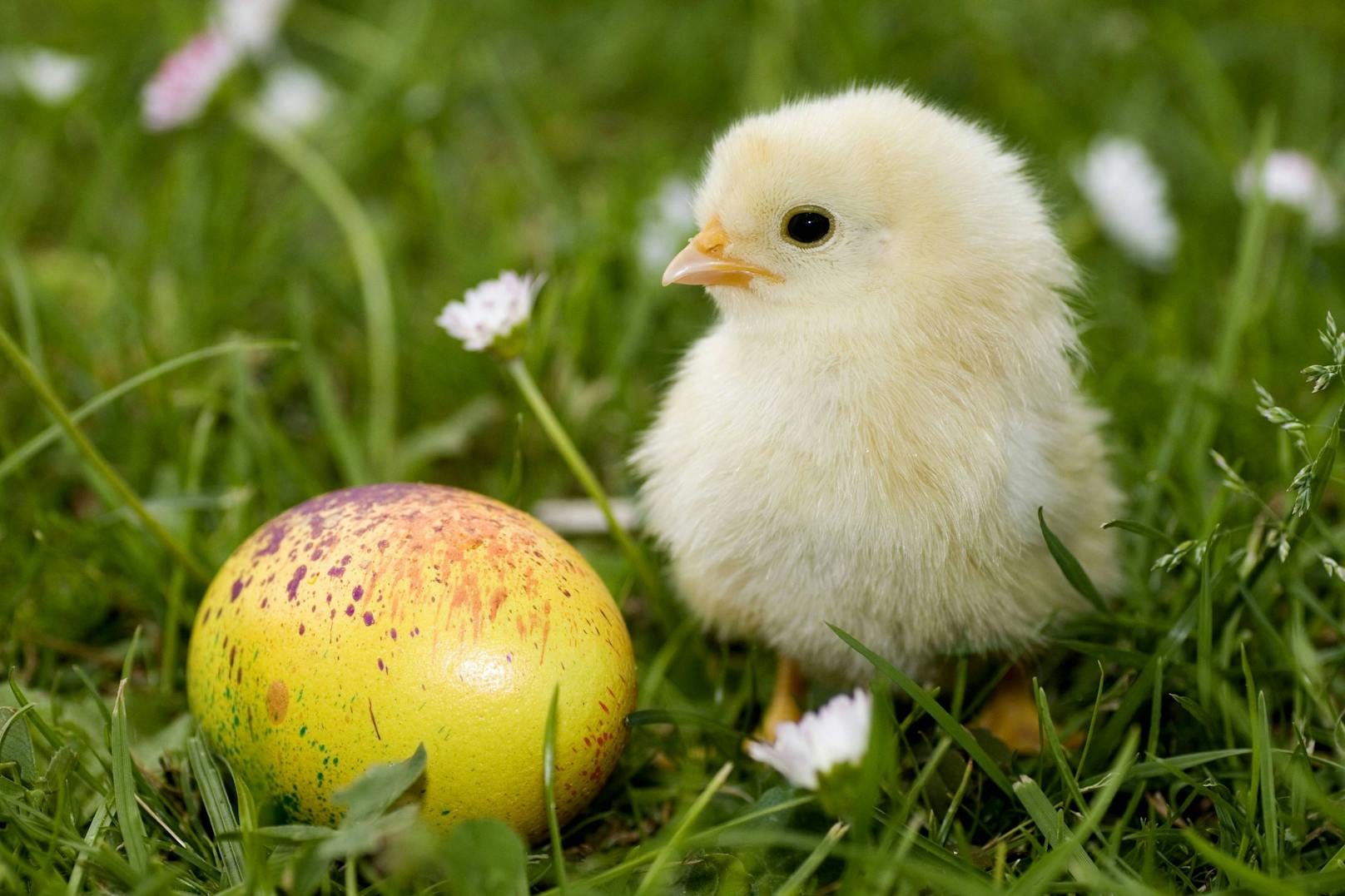 Frohe Ostern wünscht Heute-Tierisch! 