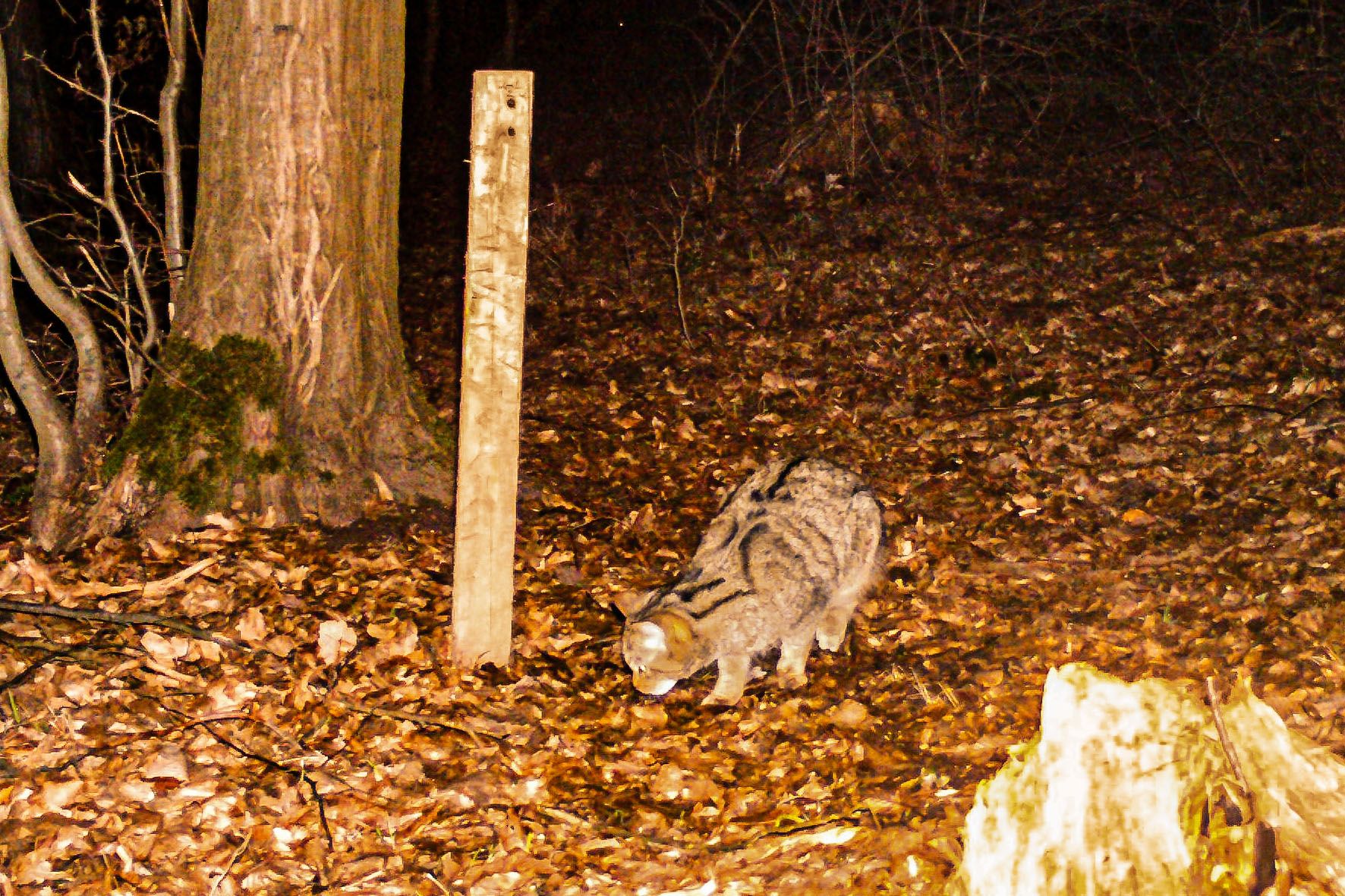 Im Thayatal konnte erneut eine Population von Wildkatzen nachgewiesen werden.