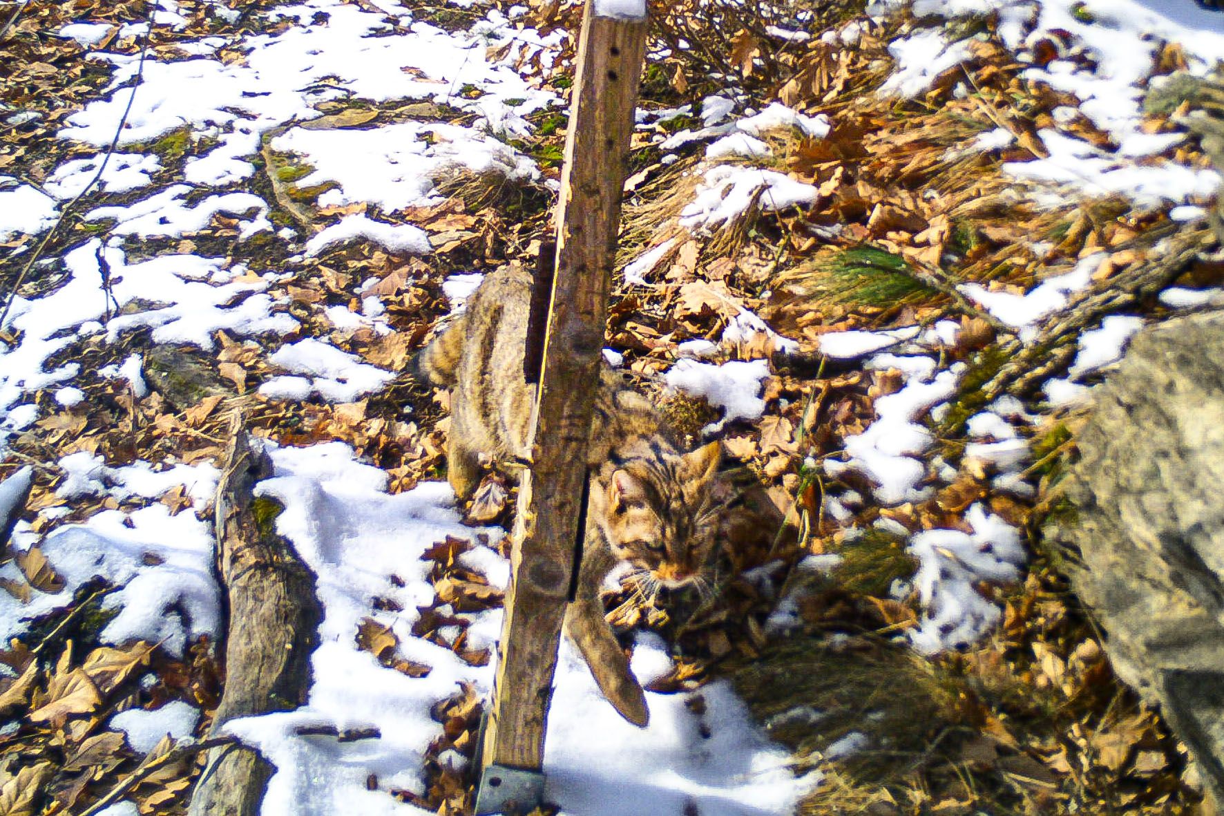 Die Wildkatze galt als ausgestorben. 