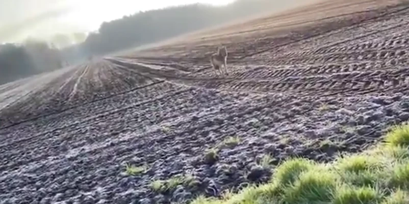 Der Wolf umkreiste Frau und Hund auf einem Acker, ließ nicht von dem Duo ab.