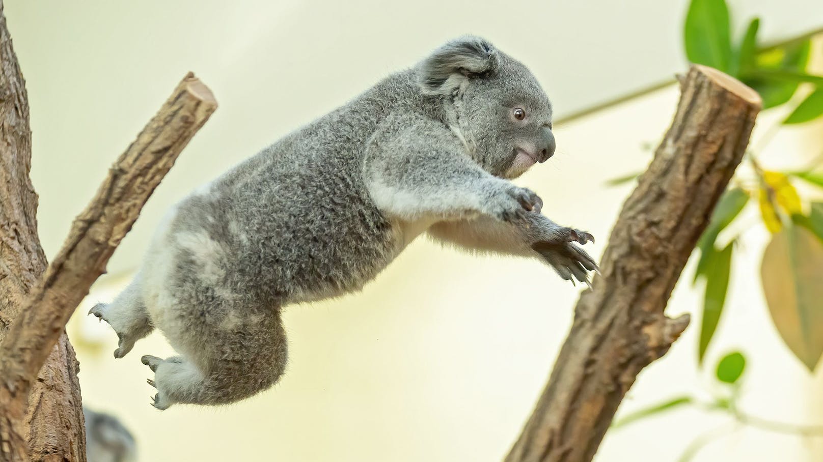 Am 21.04.2021 wird Koala-Mädchen "Millaa Millaa" schon ein Jahr alt: HAPPY BIRTHDAY! 