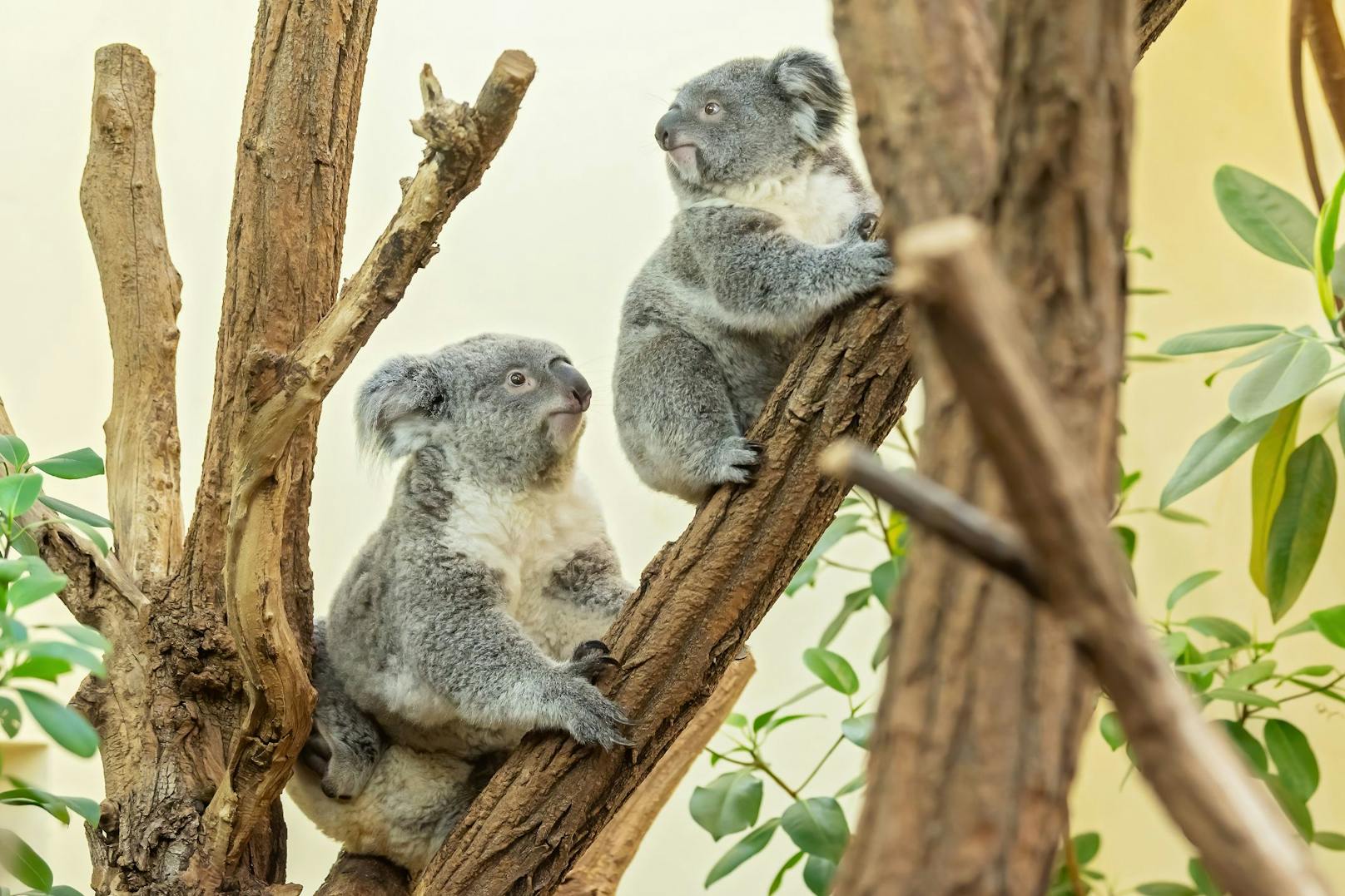 Der erste Koala-Nachwuchs in der Geschichte Schönbrunns ist schon flott unterwegs. 