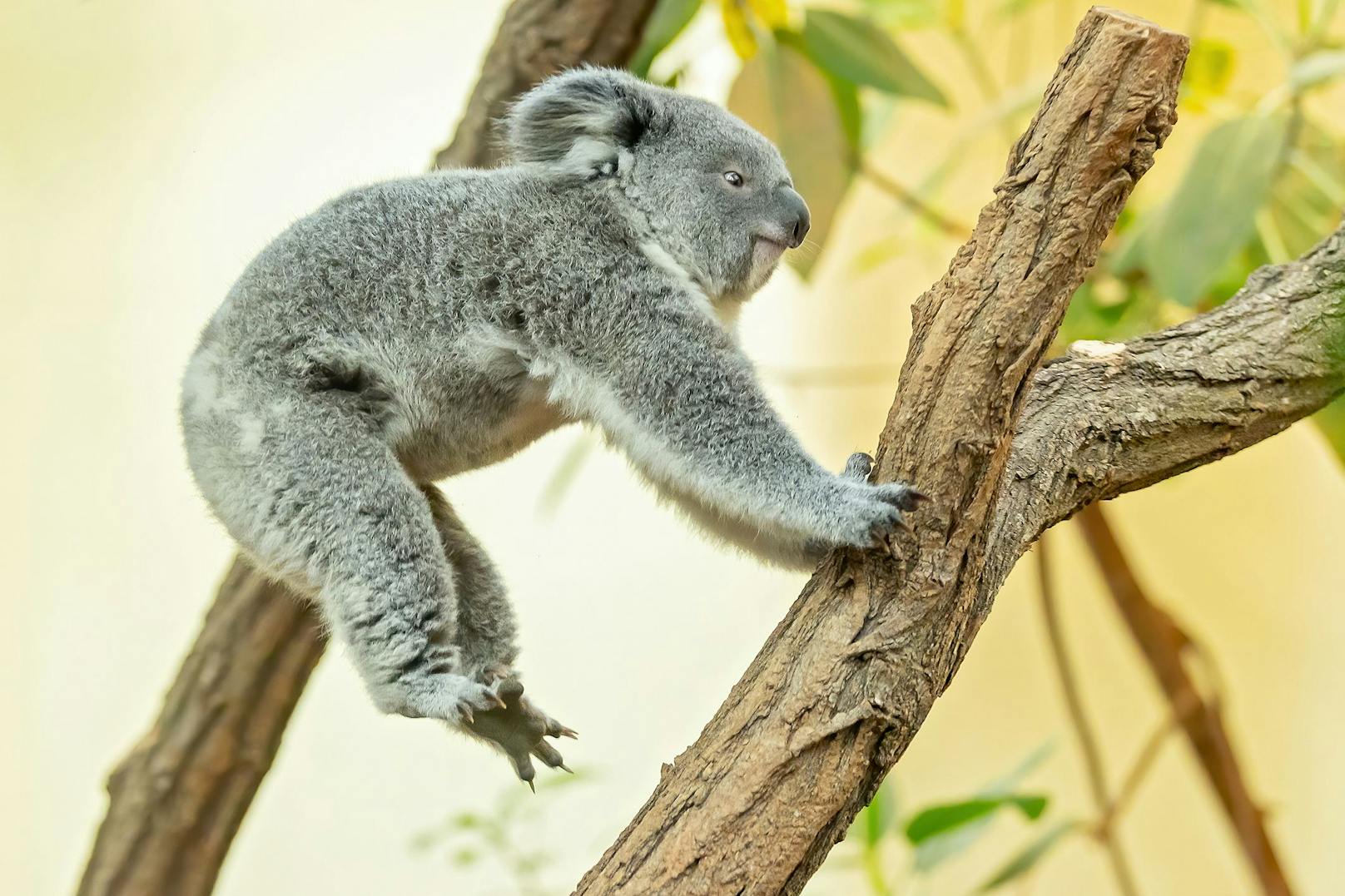 Die Sprünge von Ast zu Ast beherrscht das kleine Koala-Mädchen schon im Schlaf. 