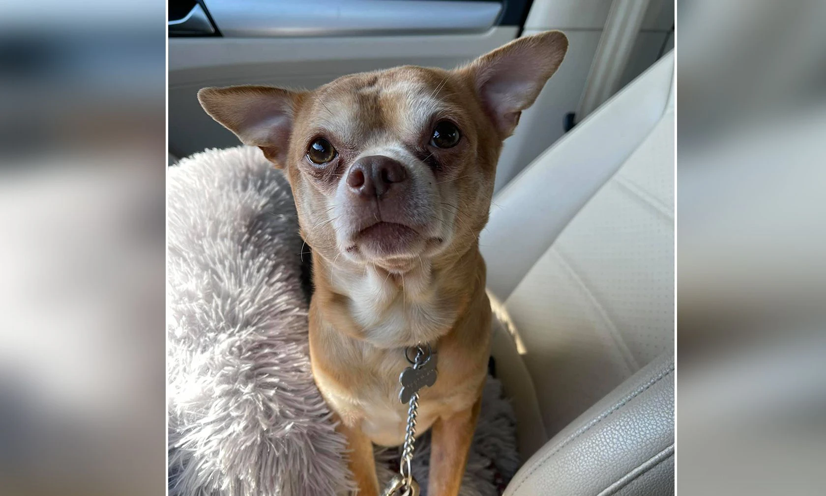 Dieser kleine Kerl soll die dämonische "Chucky"-Puppe in Hundegestalt sein. 