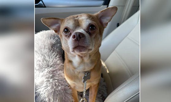 Dieser kleine Kerl soll die dämonische "Chucky"-Puppe in Hundegestalt sein.