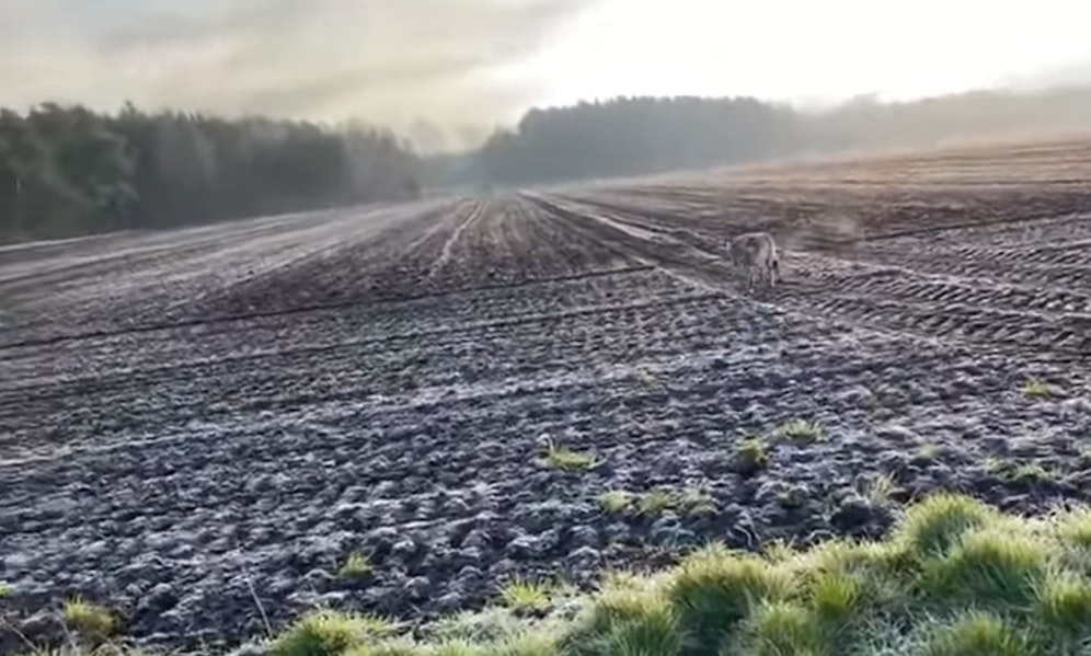 Eine Joggerin aus Niedersachen schrie hysterisch auf den nahenden Wolf ein.  