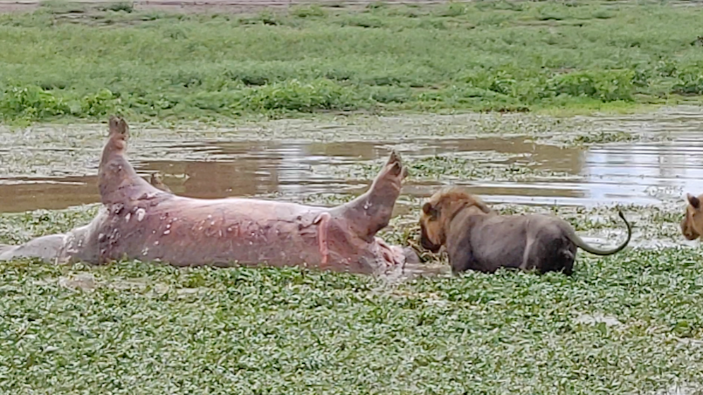Damit hatte der Löwe sichtlich nicht gerechnet.