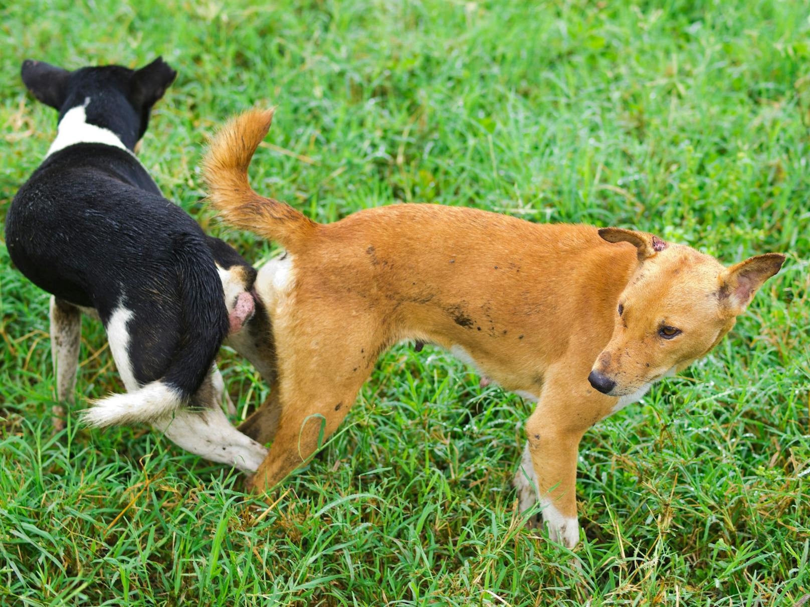 "Hängende" Hunde sollte man niemals gewaltsam lösen, da Verletzungsgefahr für beide besteht. 