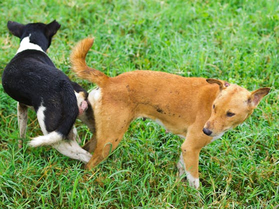 Hast du�s gewusst? Fakten über den Liebesakt der Hunde Haustiere