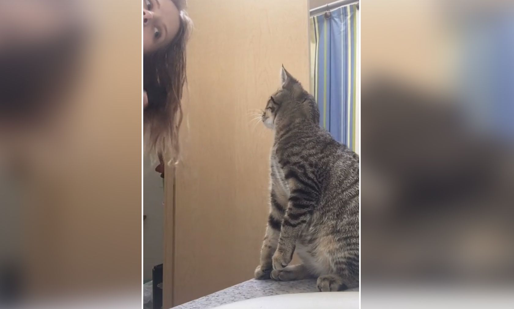 Katzer "Scout" imitiert das Frauli bei der täglichen Haarpflege. 