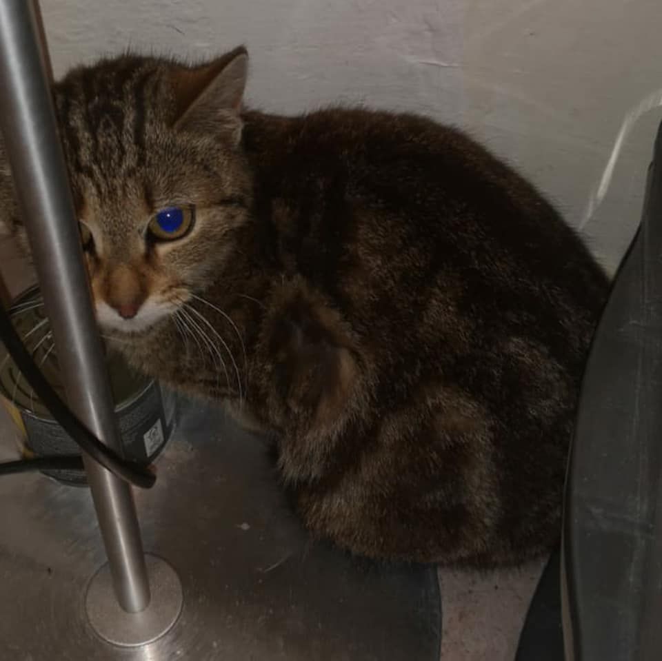 Diese Jungkatze konnte bereits gesichert werden.