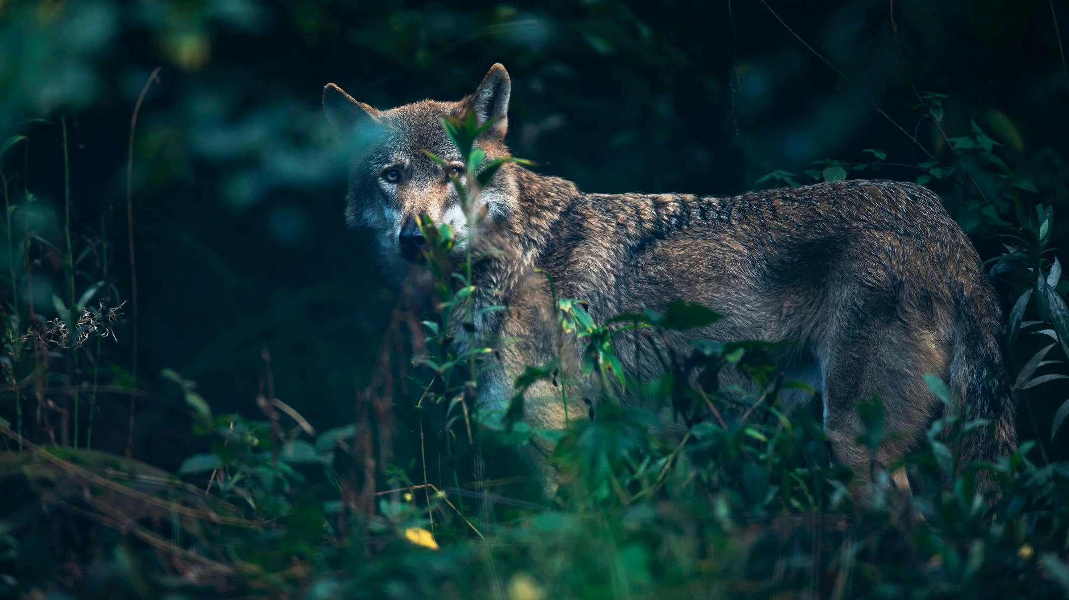 Entwöhnen sich besonders scheue Zoo-Tiere vom Menschen? 