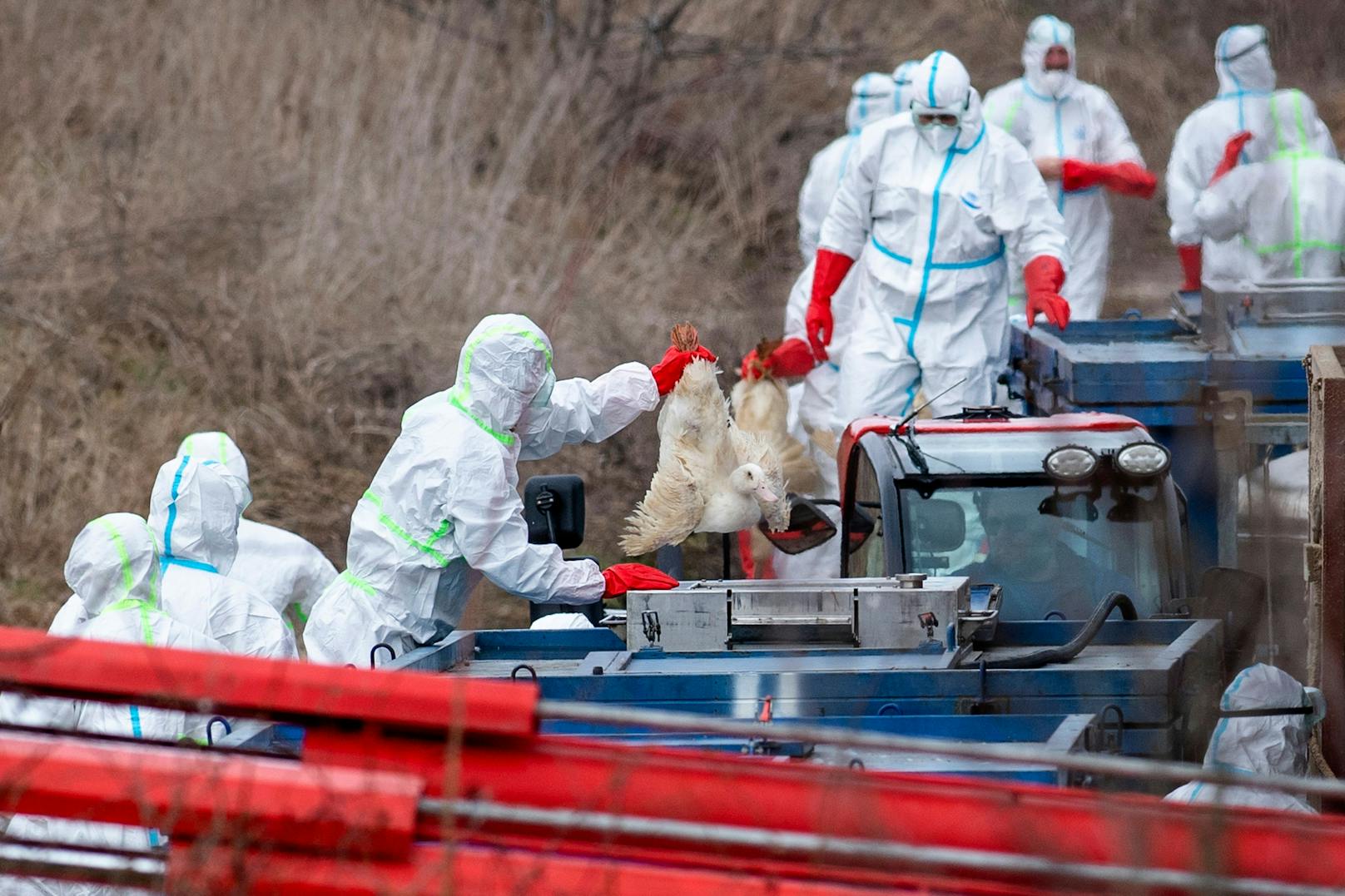 19.000 Gänse und Enten müssen nach einem erneuten Ausbruch der Vogelgrippe in Dänemark getötet werden. (Symbolbild)