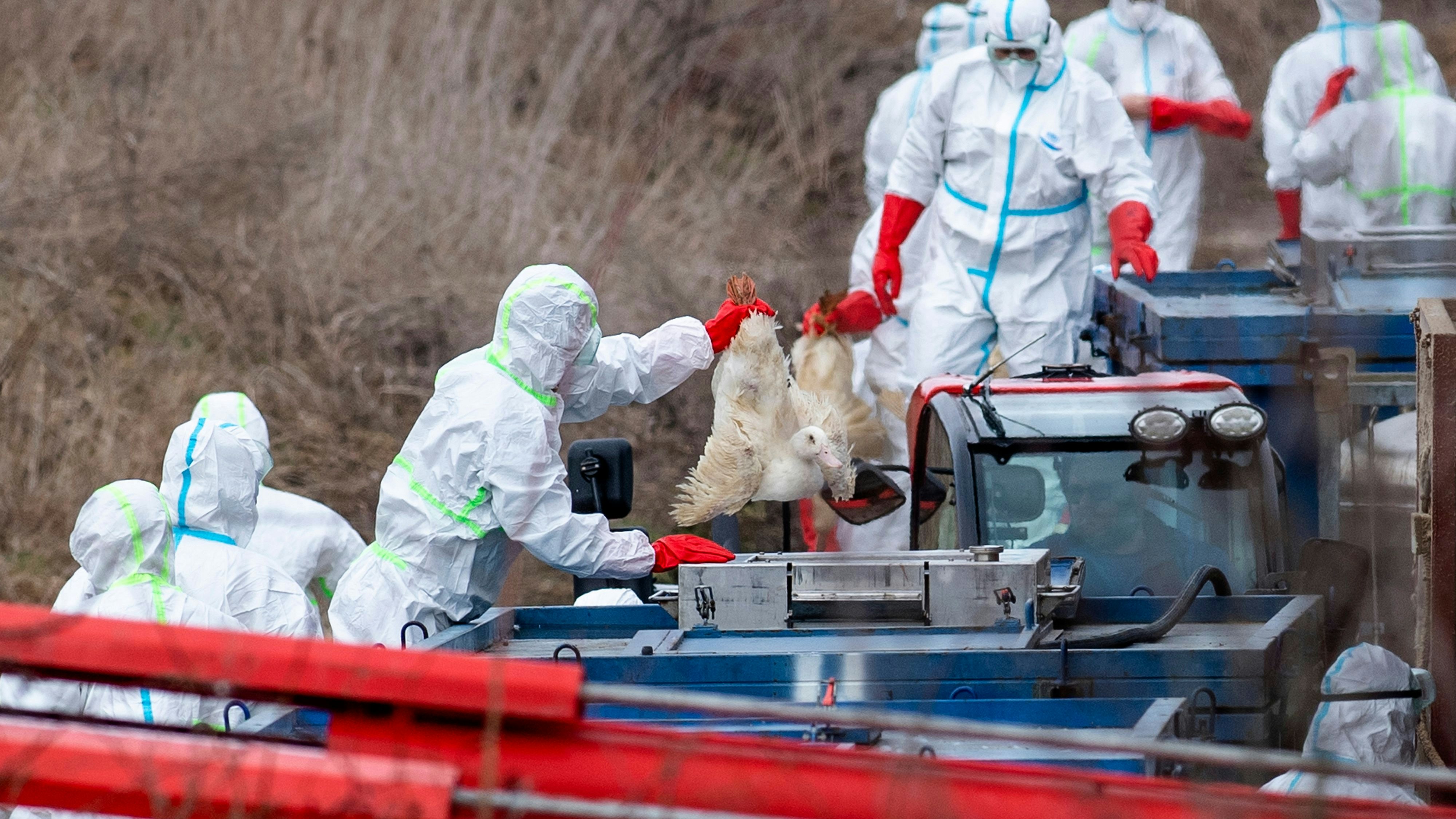Heute.at - Mitten in Gansl-Saison bricht Vogelgrippe aus