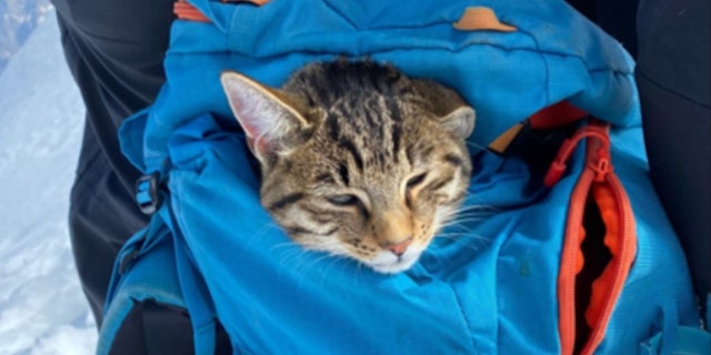 Haustiere heute.at 100056074 Tag