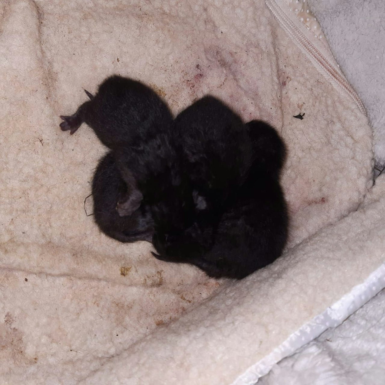 Heute.at - Vier kleine Katzenbabys samt Mama zurückgelassen