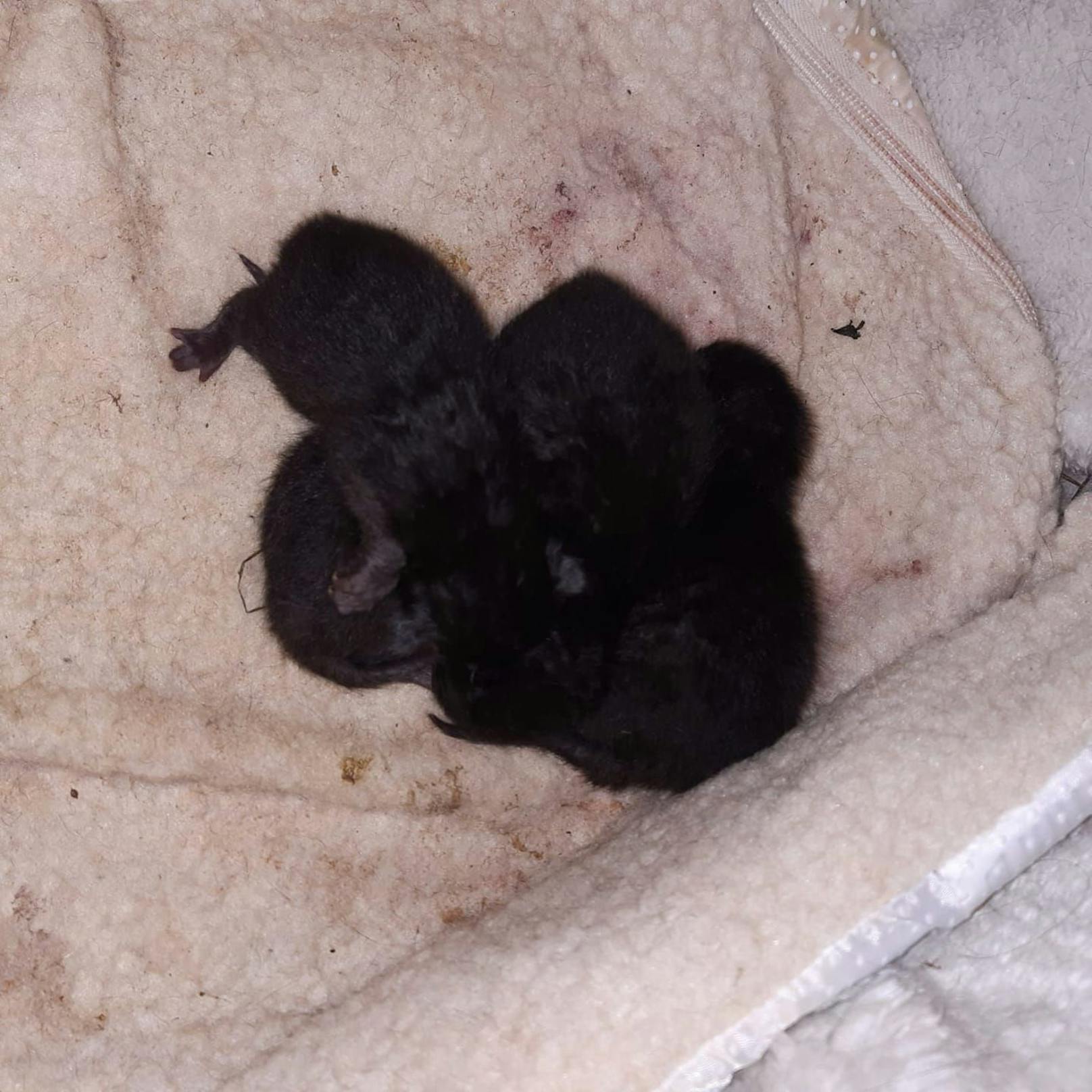 Vier kleine Katzenbabys samt Mama zurückgelassen