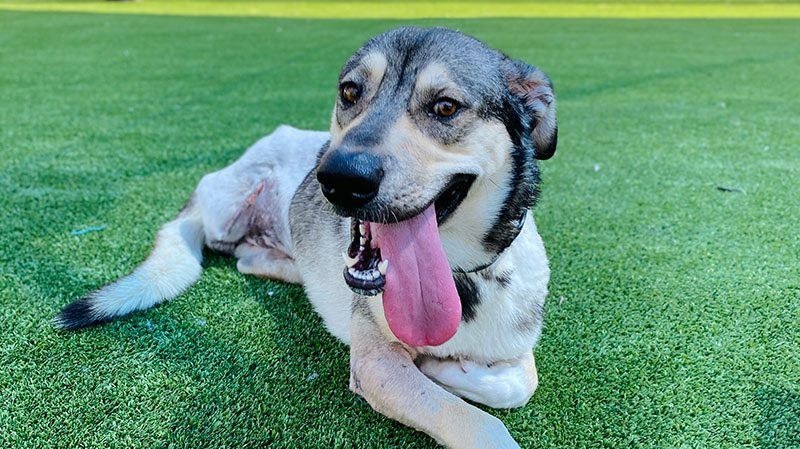 Um zu Überleben, biss sich Hündin "Shelby" selbst den Hinterlauf ab. 