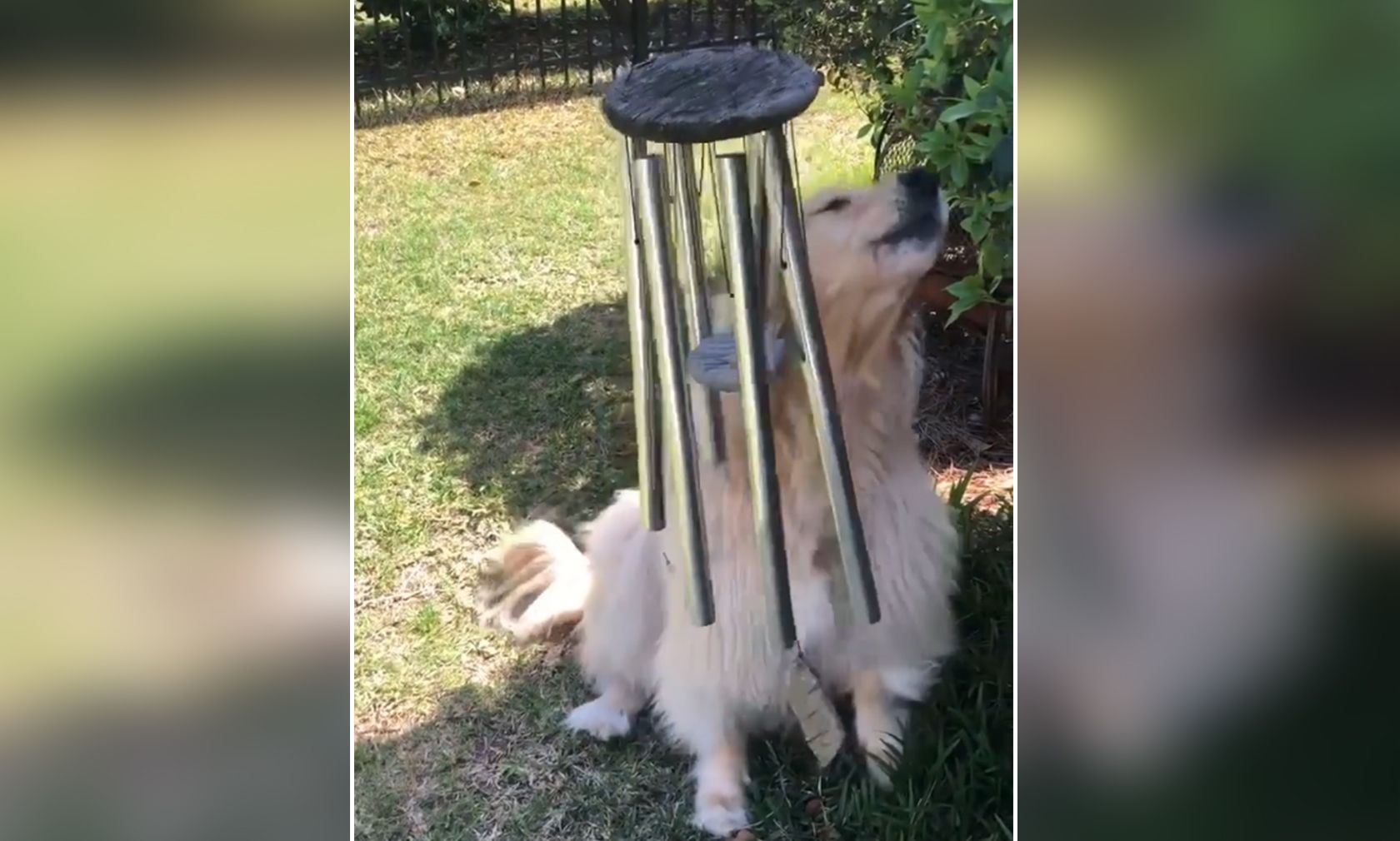 Die Golden Retriever Hündin "Bleu" liebt es mit dem Winspiel im Garten zu singen. 