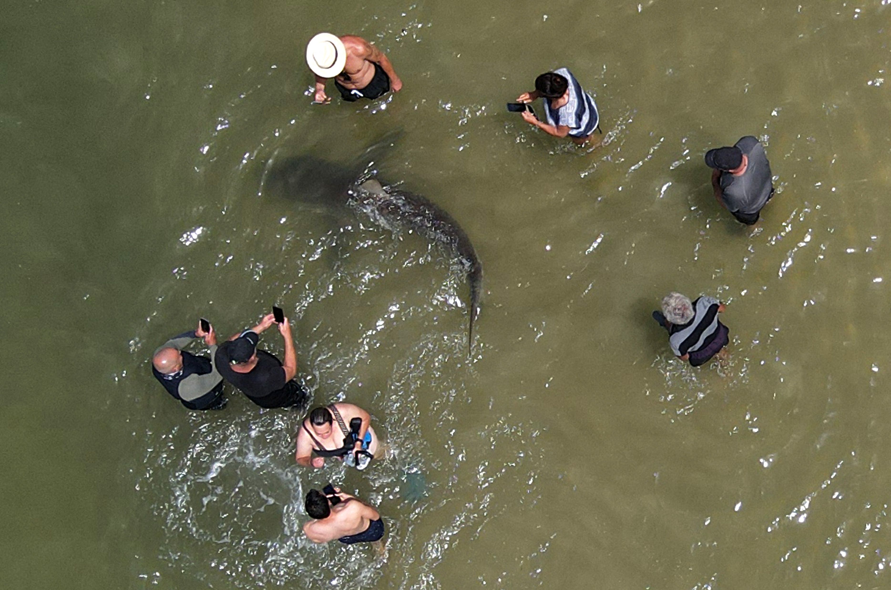 Download von www.picturedesk.com am 21.04.2021 (11:01).  This picture taken on April 20, 2021 shows an aerial view of people using their phones and cameras to film a shark swimming past in the shallow Mediterranean Sea water off the Israeli coastal town of Hadera north of Tel Aviv. - Dozens of sandbanks and dusky sharks, which can grow up to three meters in length, have gathered off the coast of northern Israel, where the waters of the Mediterranean are warmer, prompting the authorities to warn residents to stay away. (Photo by JACK GUEZ / AFP) - 20210420_PD5307 - Rechteinfo: Rights Managed (RM) Nur für redaktionelle Nutzung! Werbliche Nutzung erfordert Freigabe: bitte schicken Sie uns eine Anfrage.